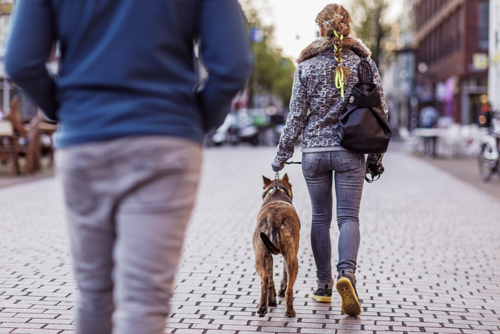 How a “Petnup” May Determine Pet Custody in a New York Divorce